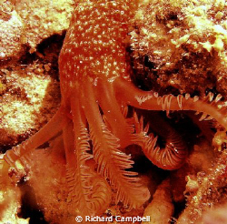 reaching out..sealife dc1000... by Richard Campbell 